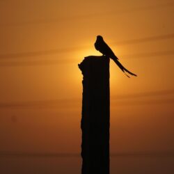 James E. “Jim” DeCarlo